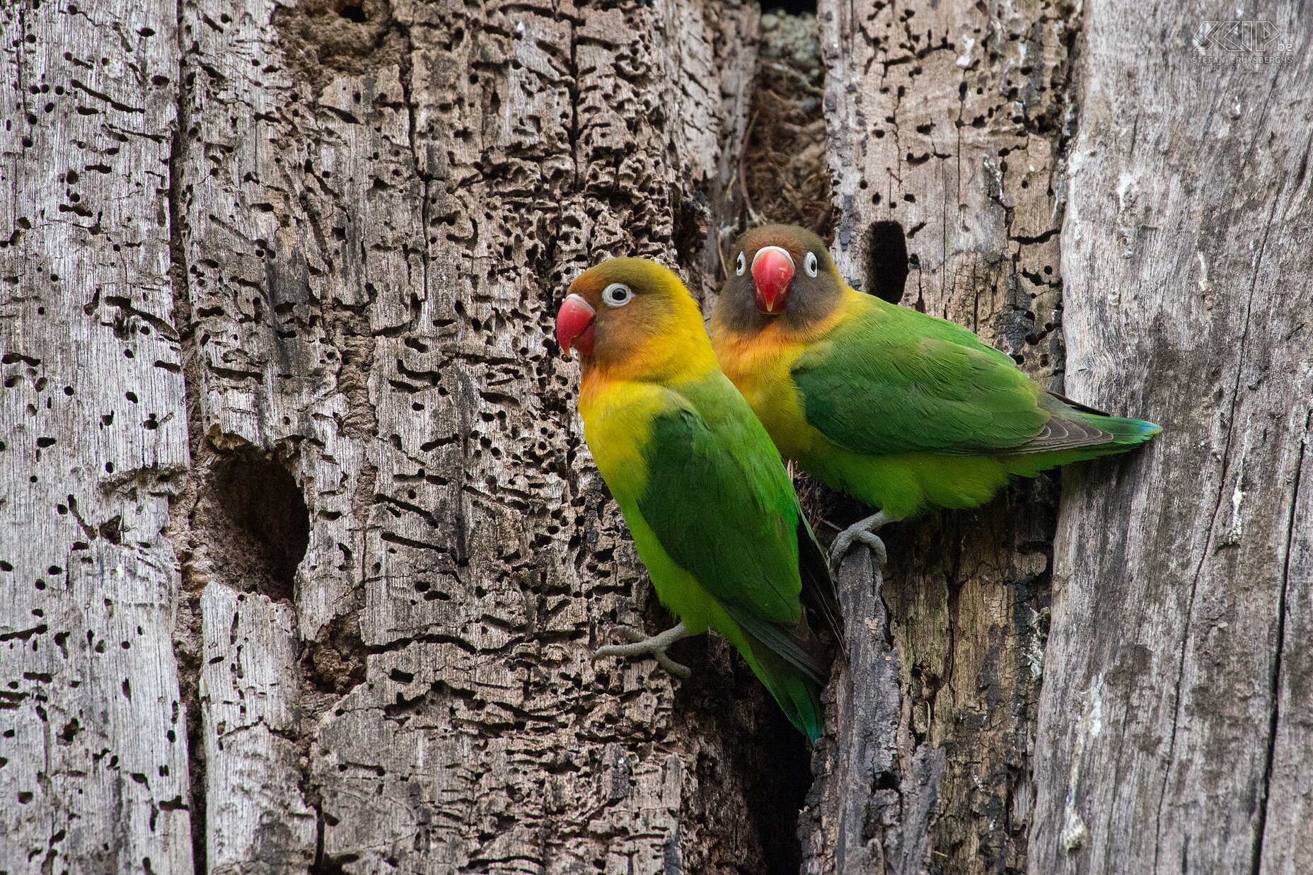 Lake Naivasha - Lovebirds The Naivasha region also has a large population of lovebirds, a kind of small parrots. These are mainly hybrids of Fischer's (Agapornis fischeri) and the yellow-collared lovebird (Agapornis personatus).  Stefan Cruysberghs